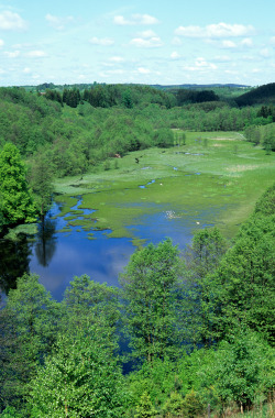 Turtul pond